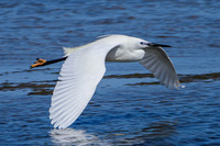 Volant al Delta del Ebre