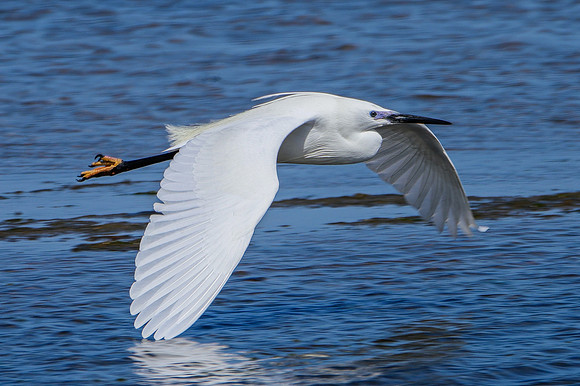 Volant al Delta del Ebre
