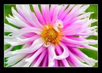 _DSC3934-Resize