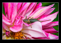 _DSC3918-Editar