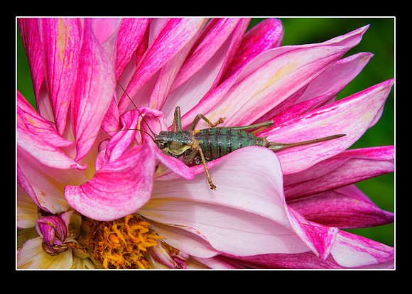 _DSC3918-Editar