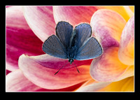 _DSC3906-Resize