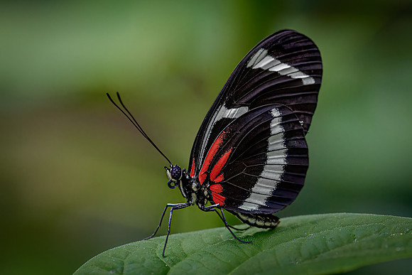 Mariposa_CV17344