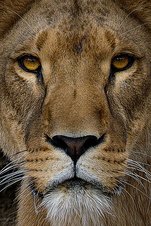 Leona (Panthera leo)