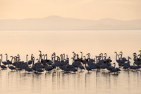Flamencos reunidos para pasar la noche al atardecer