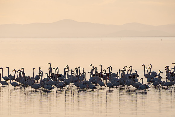 Flamencos reunidos para pasar la noche al atardecer