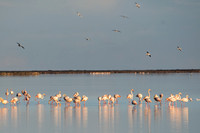 Flamencos 1