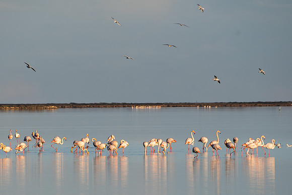 Flamencos 1