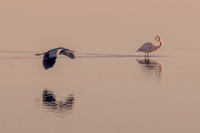 Garza Real y Flamenco al atardecer