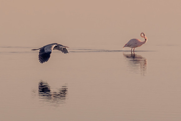 Garza Real y Flamenco al atardecer