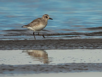 Limicola paseado en una zona de playa