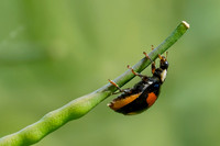 Insectos y Mariposas