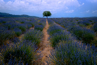 Campos de Lavanda