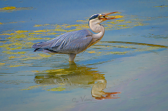 Garza Real (Ardea Cinerea)