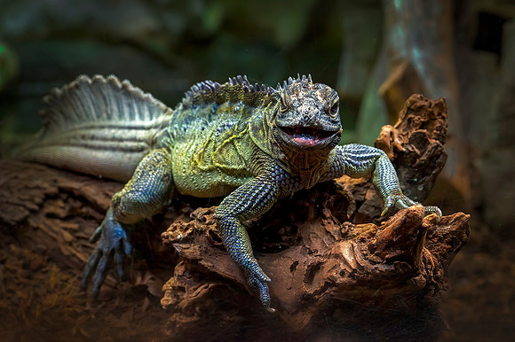 Lagarto de Vela (Hydrosaurus amboinensis)