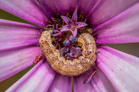 Insectos y Mariposas