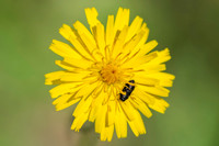 Insecto sobre flor amarilla_DS17766