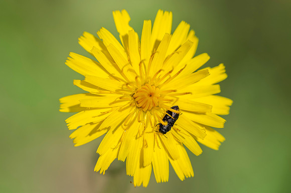 Insecto sobre flor amarilla_DS17766