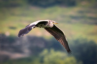 _DSC1961-Editar