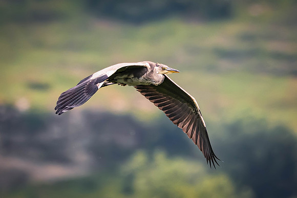 _DSC1961-Editar