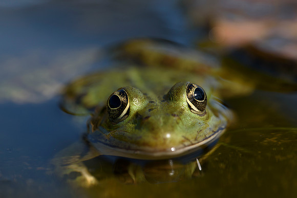 Rana Verde (Pelophylax perezi)