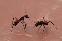 Hormigas_DS17240