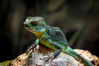 Agamidae
