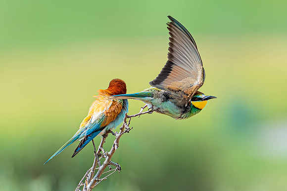 Abejarucos (merops Apiaster)