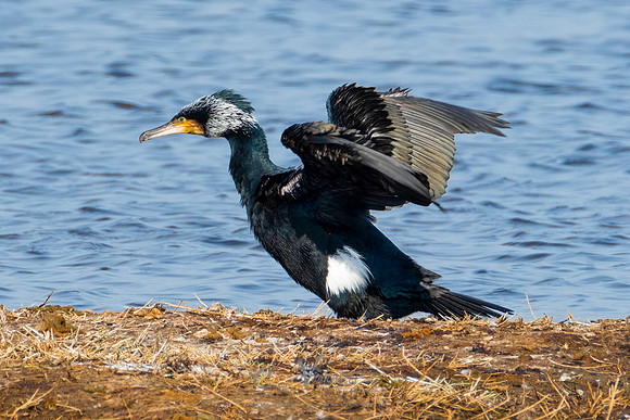 Cormoran