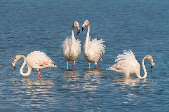 Flamencos