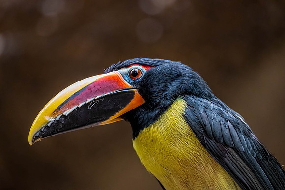 Aracari Verd (Pteroglossus viridis)