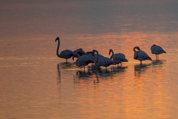Flamencos juntandose al anochecer
