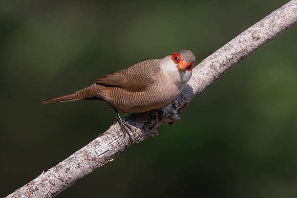 The common waxbill (Estrilda astrild)