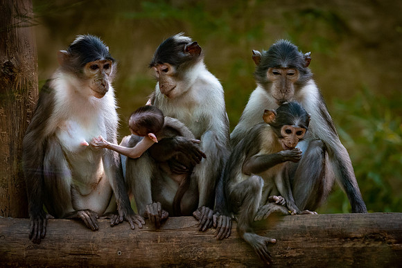 Mangabey de corona blanca (Cercocebus atys lunulatus)