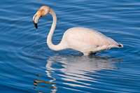 Aiguamolls de L'Empordà