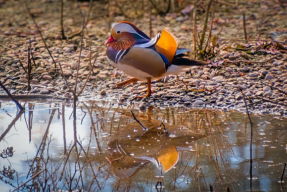 The mandarin duck (Aix galericulata)